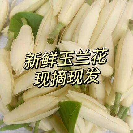 广西玉兰花新鲜现摘白玉兰花黄桷兰花香车内客厅卧室可做玉兰花茶