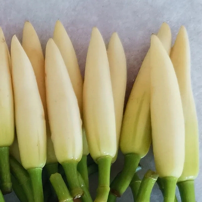 白玉兰花蕾新鲜采摘现摘的花蕾花苞黄角兰黄果兰缅桂白兰花花骨朵