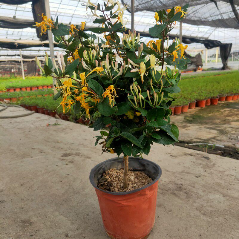棒棒糖红白金银花盆栽室内爬藤攀援植物树苗盆景树桩当年开花包邮