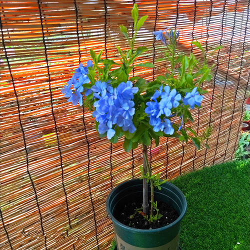 红蓝白棒棒糖蓝雪花夏季花卉