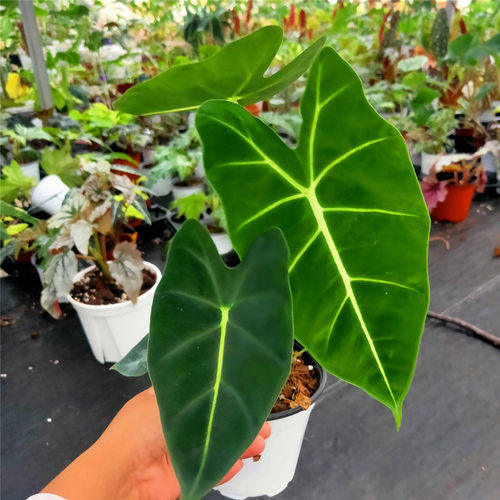 绿天鹅绒斑马室内桌面观叶植物