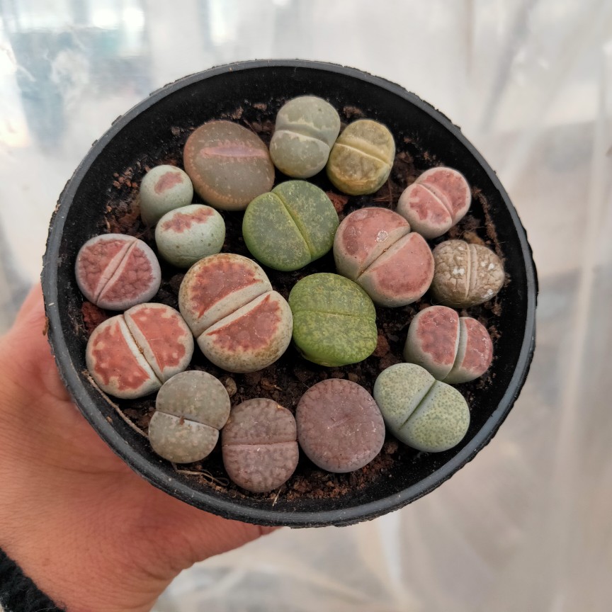 屁屁花多肉植物趣味花卉防辐射盆栽客厅阳台办公桌带土含盆花包邮