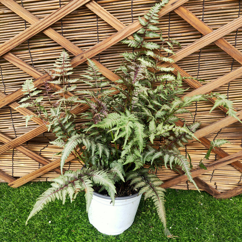 大盆紫色画蕨幽灵蕨驱蚊书房观叶盆栽花阳台桌面花园宿根四季常青,鲜花速递/花卉仿真/绿植园艺,绿植,淘宝优惠券,粉丝福利购,淘宝优惠卷