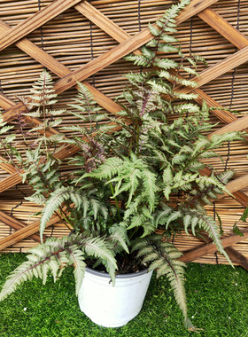 大盆紫色画蕨幽灵蕨驱蚊书房观叶盆栽花阳台桌面花园宿根四季常青