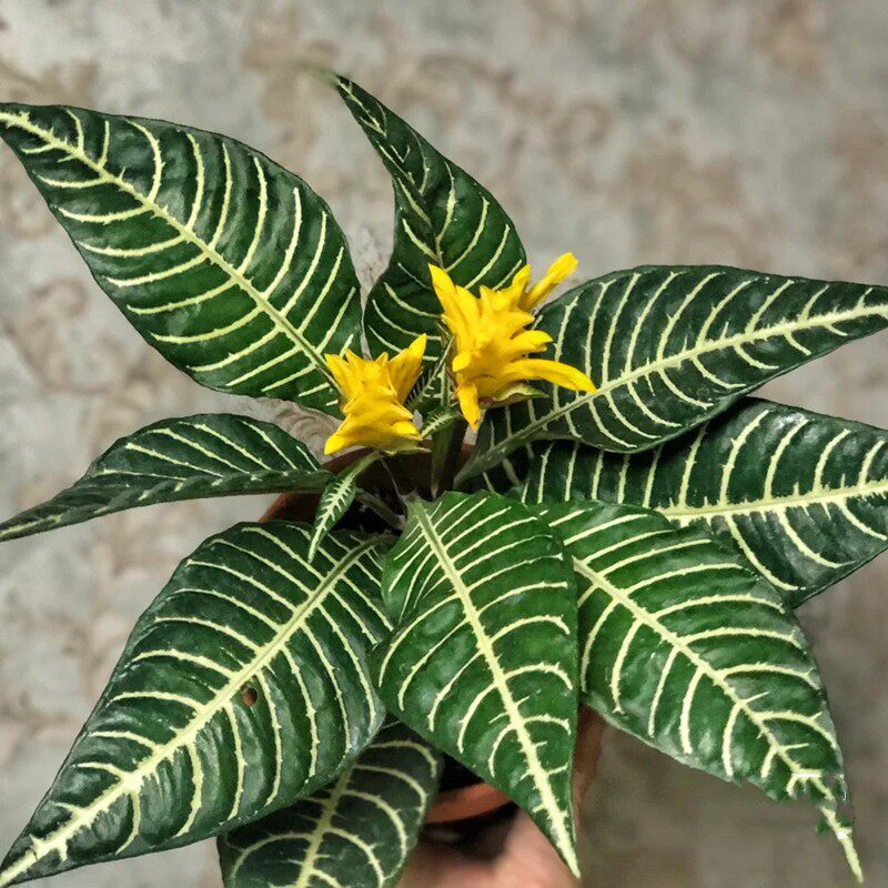 祥瑞花卉银脉爵床斑马千年芋室内阳台绿植花卉多年生四季常青盆栽