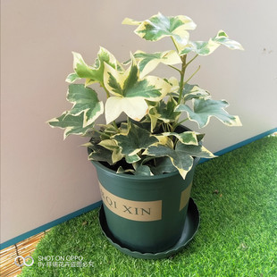 稀有品种花叶熊掌木八角金盘盆栽大苗观叶独杆植物净化空气吸毒气