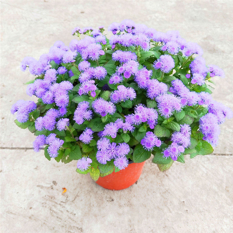 蓝雾草新款宝塔山薄荷玉如意野香草藿香蓟盆栽带花庭院阳台植物