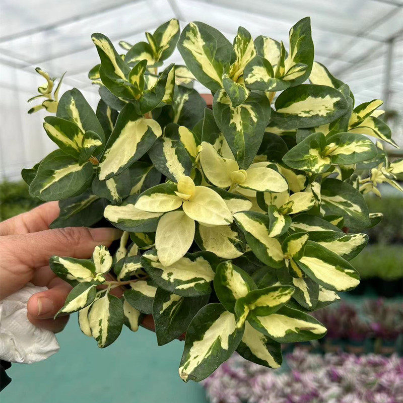 成品盆栽黄金花叶蔓花叶蔓长春常绿耐阴垂吊植物阳台花园吊兰