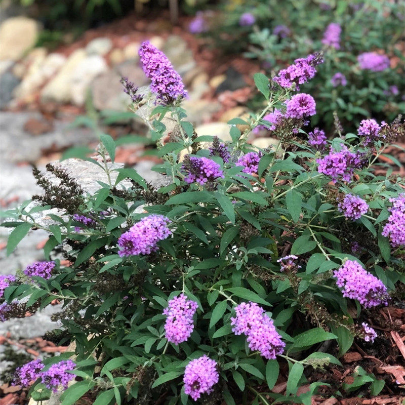 醉鱼草成品盆栽灌木花苗多年生花镜植物耐热耐寒宿根花卉花园阳台