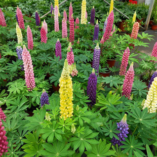 鲁冰花盆栽大苗多年生宿根耐寒花卉羽扇豆花镜植物庭院阳台易种活