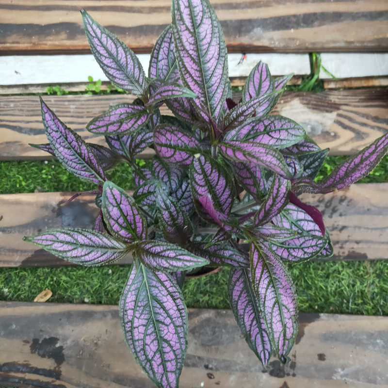 紫色梦幻观叶植物波斯红草成品盆栽网红绿植多年生花卉颜色亮眼