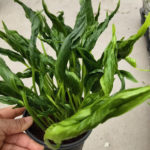 小丑绿萝盆栽室内变形皱叶绿植净化空气易养护北欧风热带观叶植物