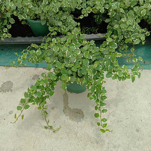 成品盆栽青叶花叶霹雳吊兰盆栽攀爬类植物耐热耐寒室内耐阴爬藤花