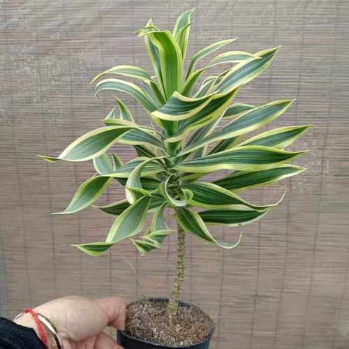 成品大苗盆栽花金边百合竹室内彩色植物好看好养多年生造型绿植