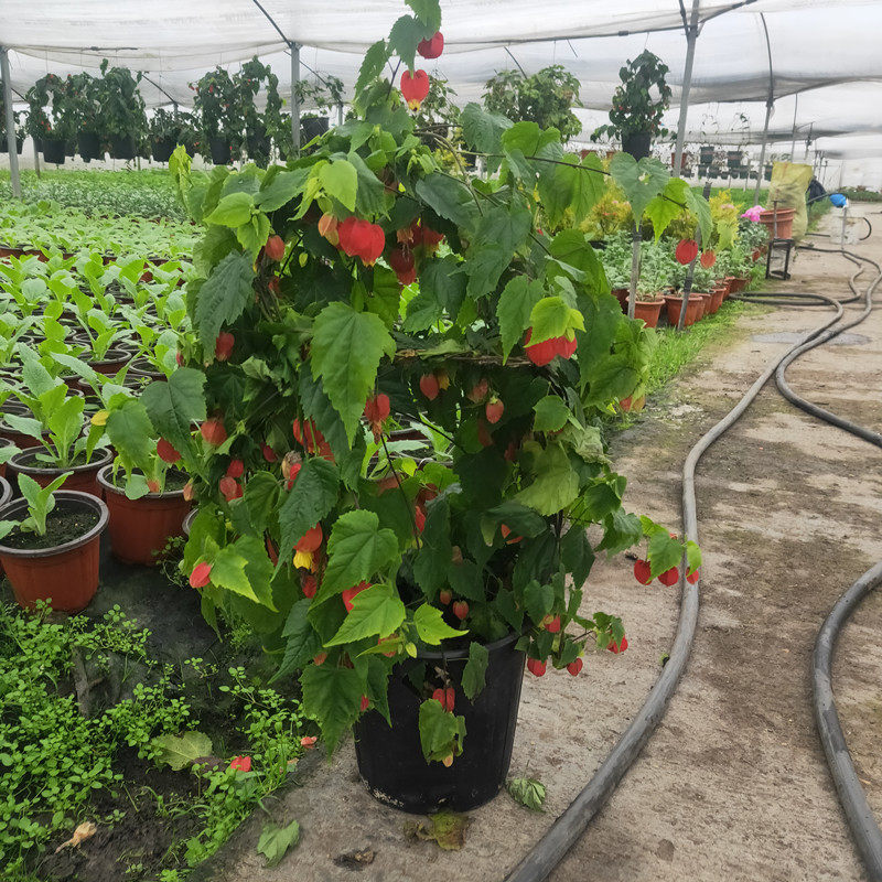 祥瑞花卉大红灯笼超大木本植物庭院倒挂金钟盆栽阳台花园趣味包邮