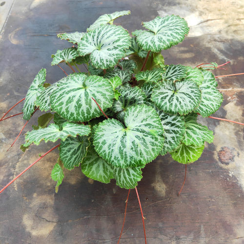 盆栽耐阴大苗花卉宿根庭院阳台花