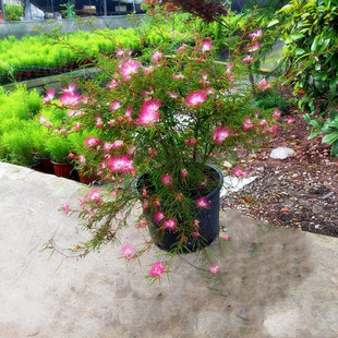 祥瑞花卉浓香进口常绿乔木香水合欢花耐热耐寒庭院阳台盆栽大苗