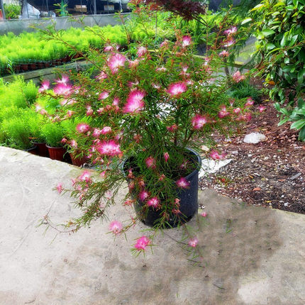 祥瑞花卉浓香进口常绿乔木香水合欢花耐热耐寒庭院阳台盆栽大苗