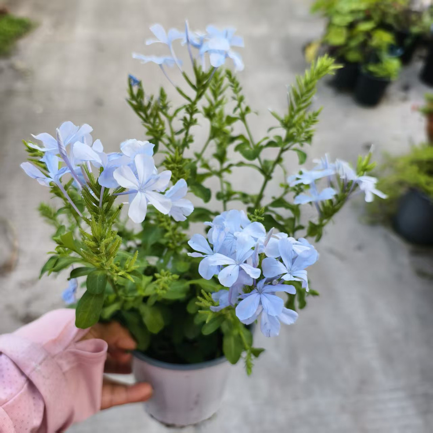 新品浅蓝色冰雪花盆栽耐热耐寒耐暴晒好养护阳台庭院花园多年生花