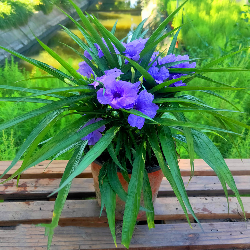 翠芦莉花期长多年生花镜植物