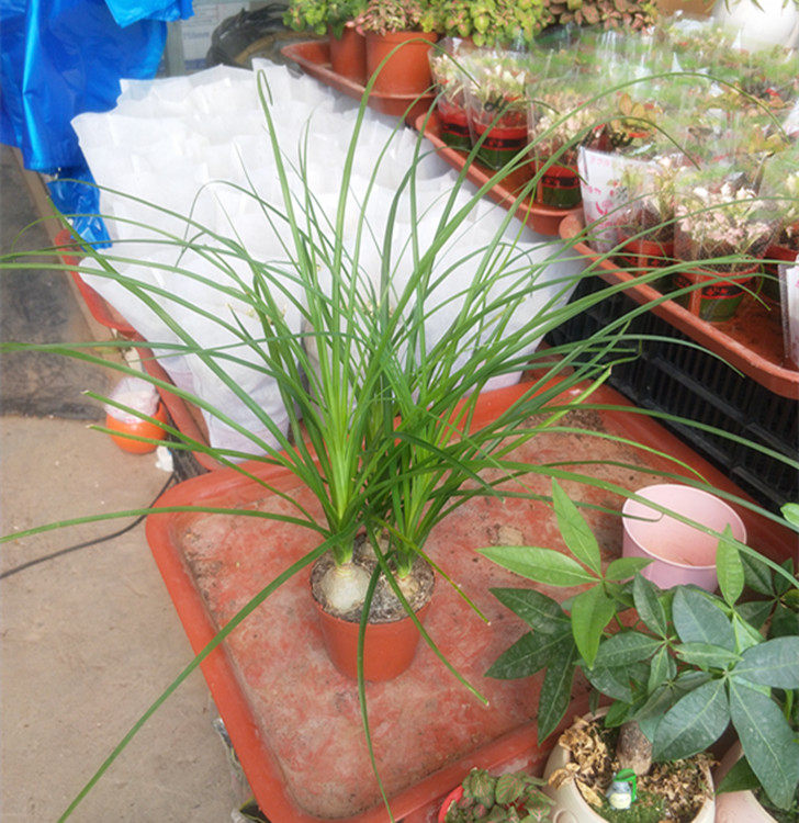 酒瓶兰多年生四季长绿美观室内阳台办公桌书房耐寒耐旱种球植物