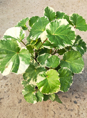 祥瑞花卉福禄桐新款钱多多兜盆栽绿植木本庭院阳台绿色网红植物