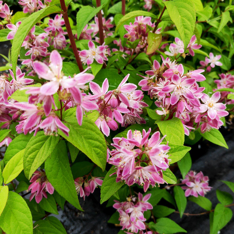 成品盆栽欧洲进口草莓田雪樱花冰溲疏耐热耐寒庭院阳台植物多年生,鲜花速递/花卉仿真/绿植园艺,绣球/木绣球/木本植物,淘宝优惠券,粉丝福利购,淘宝优惠卷
