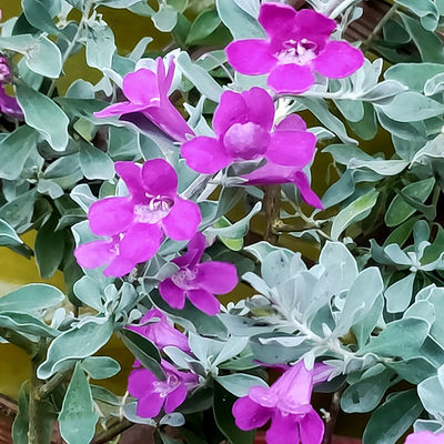 银叶玉芙蓉盆栽花苗多年生灌木