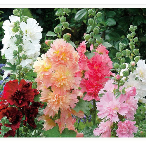 蜀葵盆栽大盆花苗带花苞多年生