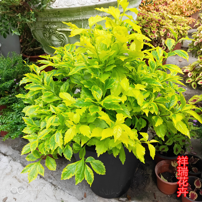 黄金叶优惠推荐 白菜价 慢慢买 黄金叶优惠推荐 白菜价 慢慢买