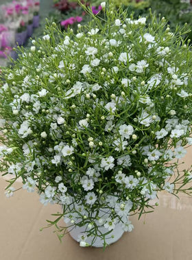 白色粉色吉普赛细叶满天星盆栽基地直发种植阳台庭院植物好养活