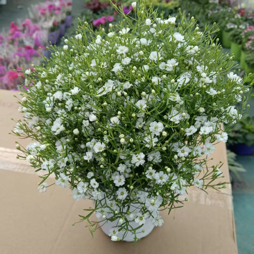 白色粉色吉普赛细叶满天星盆栽基地直发种植阳台庭院植物好养活
