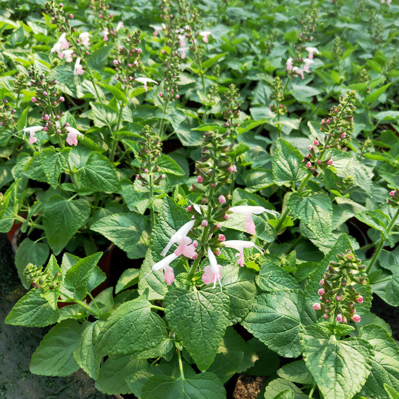 成品盆栽粉色红色朱唇带花苞多年生耐寒庭院花池阳台四季花卉