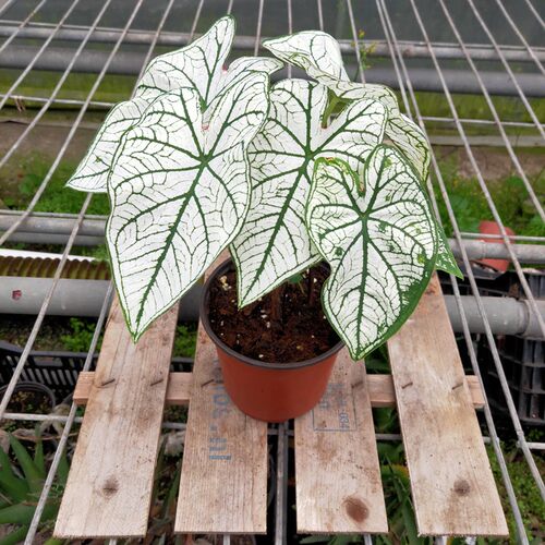 白色恋人彩叶芋室内阳台喜阴植物