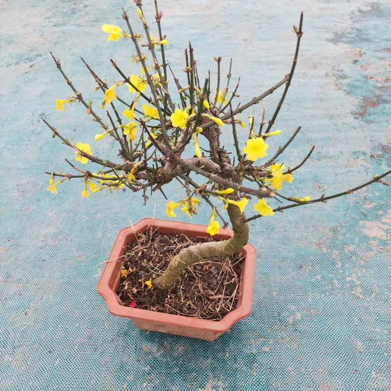 迎春花盆栽盆景老庄大苗带花多年生木本植物庭院阳台花园耐寒花卉