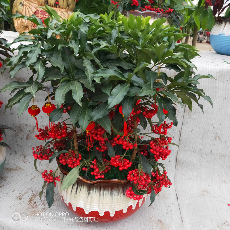 富贵籽盆栽带红果室内桌面阳台
