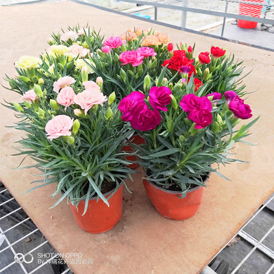 耐寒冷包邮康乃馨花带花苞