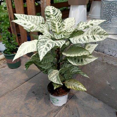 白雪公主爵床盆栽室内阳台绿植