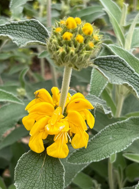 橙花糙苏宿根花卉银灰色耐寒耐热易活多年生庭院露台花卉工程造景