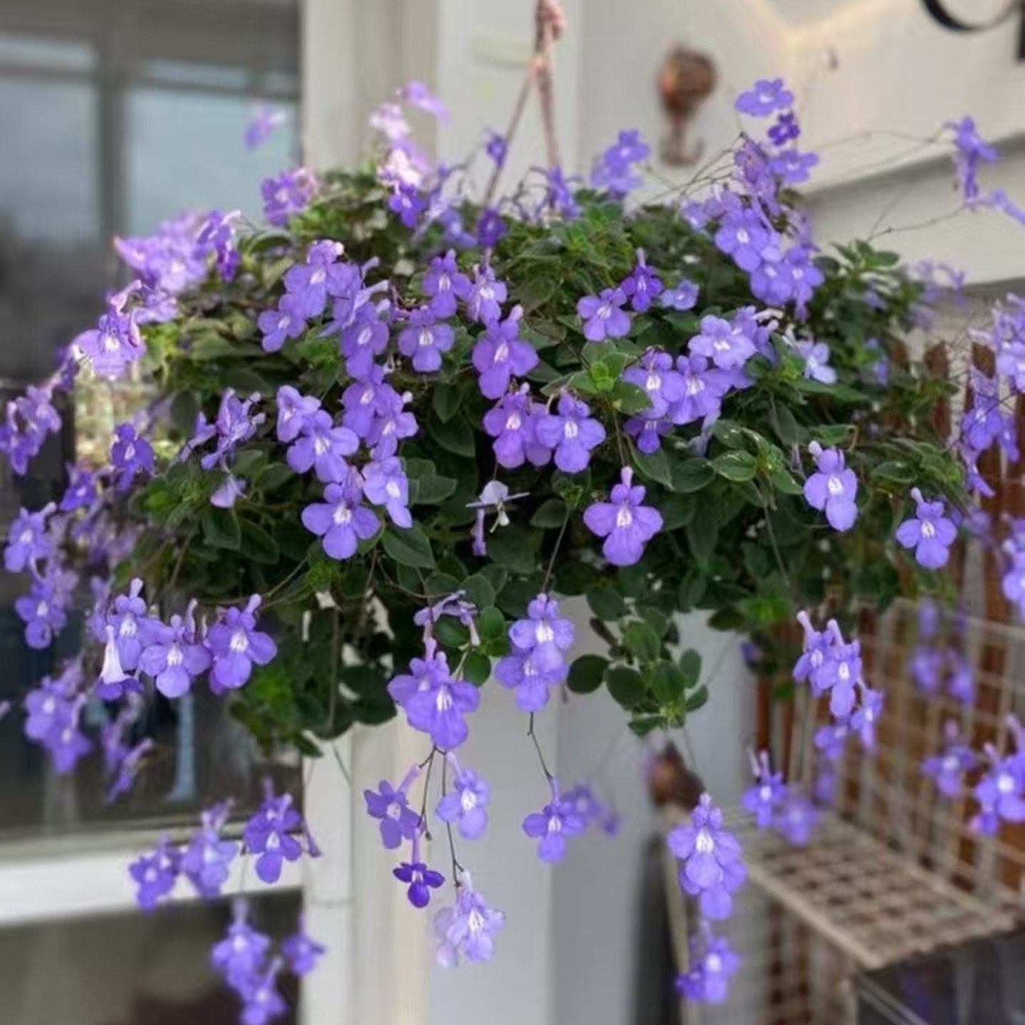 成品盆栽蓝色海豚花耐阴开花植物花期长多年生客厅阳台花卉