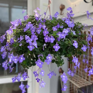 成品盆栽蓝色海豚花耐阴开花植物花期长多年生客厅阳台花卉
