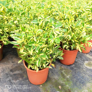 澳洲七叶莲花叶青叶鸭掌木小老桩鸭脚木室内外常绿盆栽美观趣味