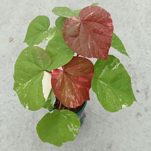 花叶黄槿成品大苗盆栽木本植物多年生花园阳台办公桌盆景耐热花卉