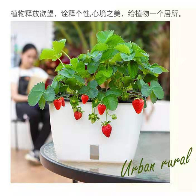 欧林泽蔬菜盆花卉水果草莓种植盆懒人吸水花盆阳台桌面组合花盆