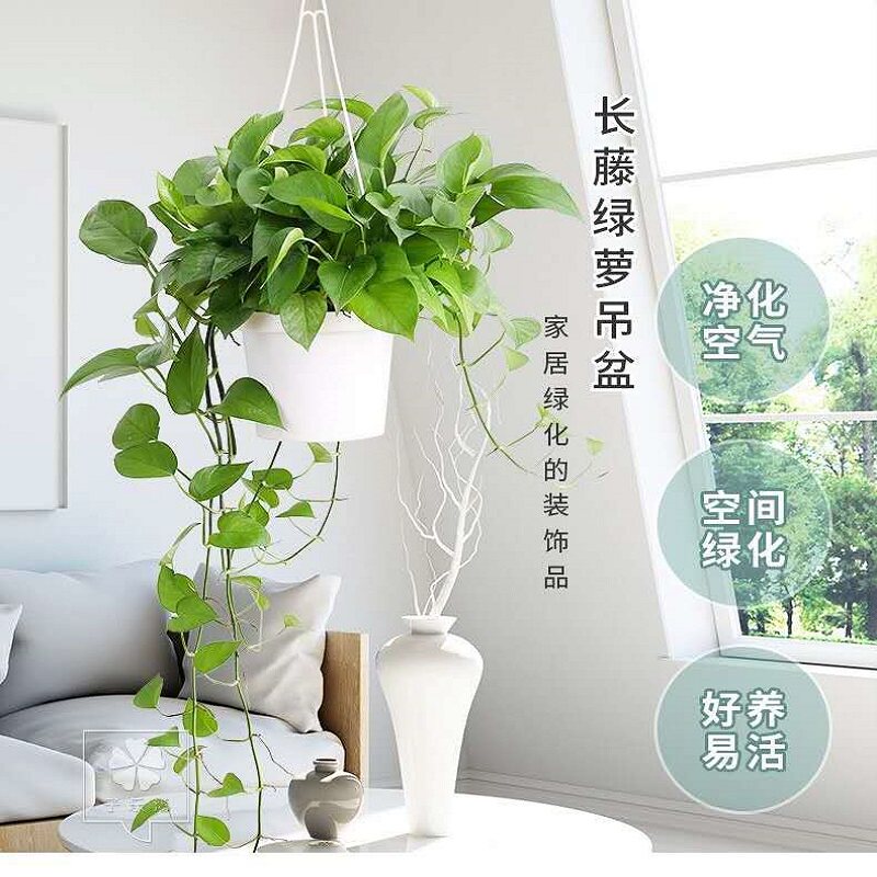 欧林泽不含绿植吊篮盆懒人吸水盆磨砂质感花盆可作套盆绿萝盆