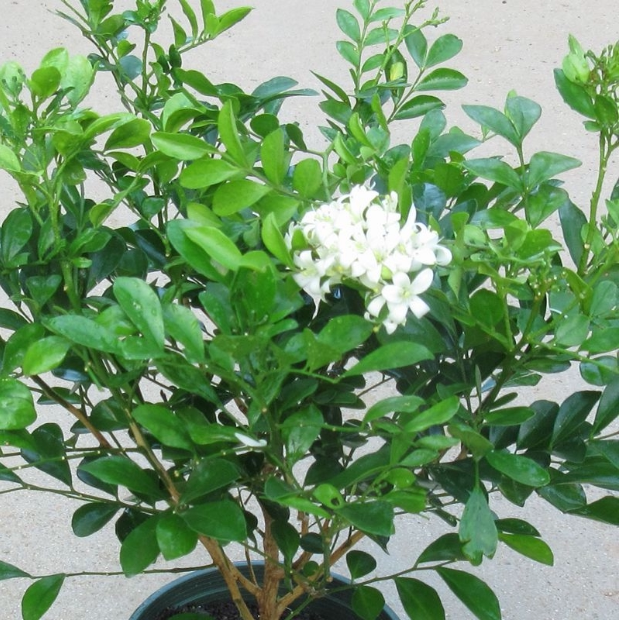 四季开花九里香花卉盆栽儿童驱蚊新房吸除甲醛办公室盆景耐寒植物