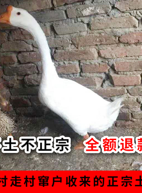 正宗农家散养2年左右老土鹅活鹅新鲜现杀草鹅整只鹅肉 大白鹅灰鹅