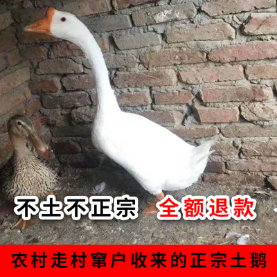 农家散养老新鲜现杀土鹅白鹅灰鹅