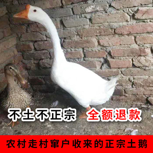 农家散养老新鲜现杀土鹅白鹅灰鹅