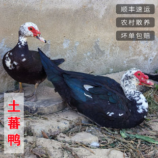 农家散养土蕃鸭 老鸭2年左右藤子 红脸鸭子 西洋鸭 鸳鸯鸭土鸭子